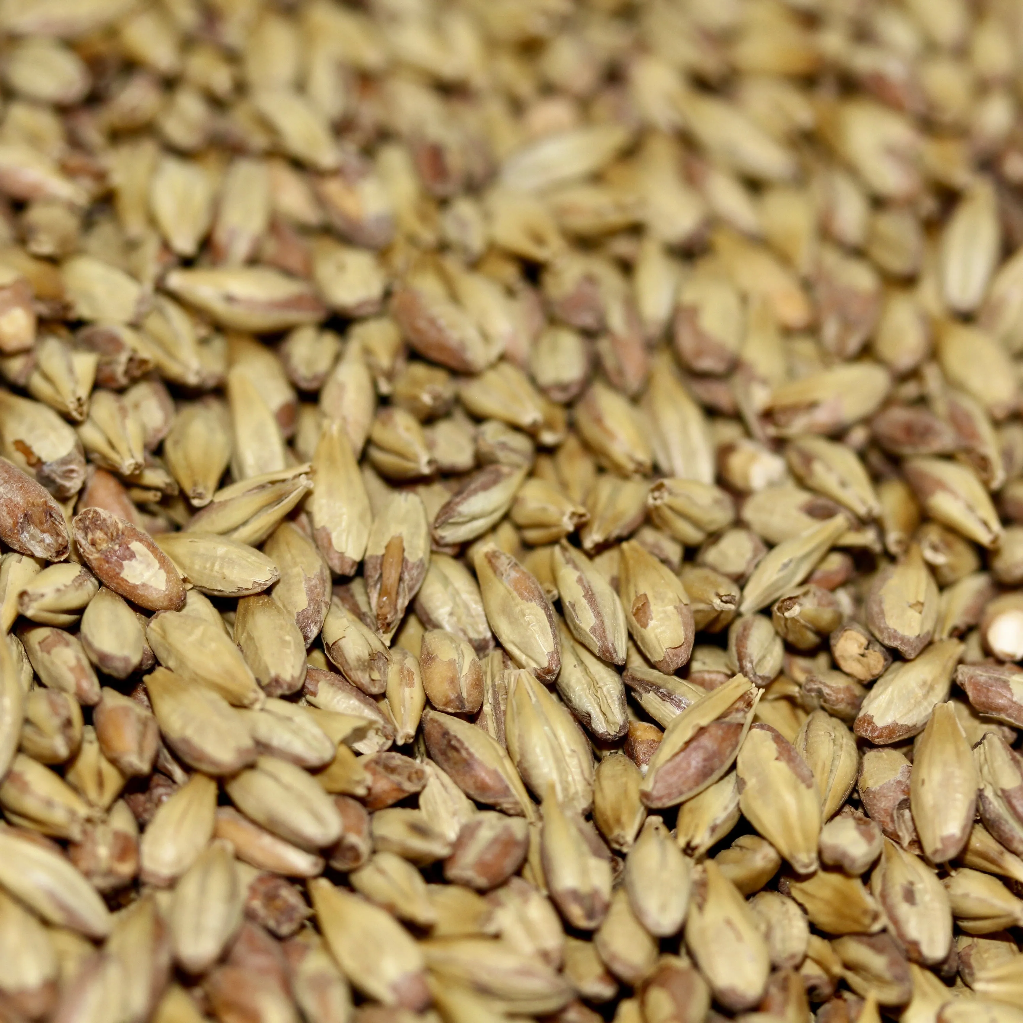 Amber Malt