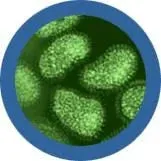 Flu (Orthomyxovirus) Giant Microbes Plush